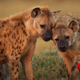 Image for article titled Who Are the Most Tender Lovers of the Animal Kingdom?